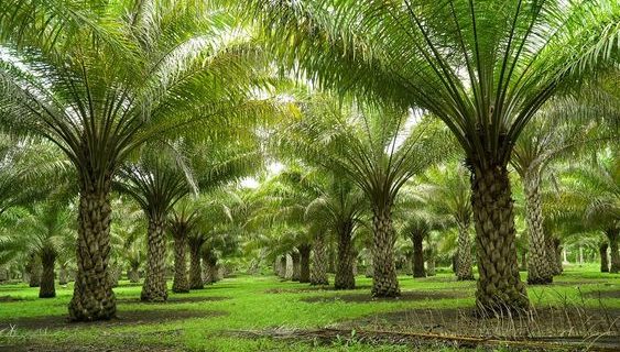 Proses Panen Kurma Segar