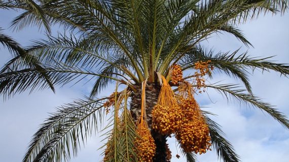 Cara Menanam Pohon Kurma di Indonesia