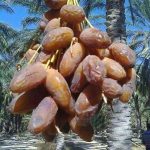 Jual Kurma Segar Organik yang Mengenyangkan dan Menyehatkan