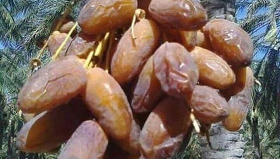 Jual Kurma Segar Organik yang Mengenyangkan dan Menyehatkan