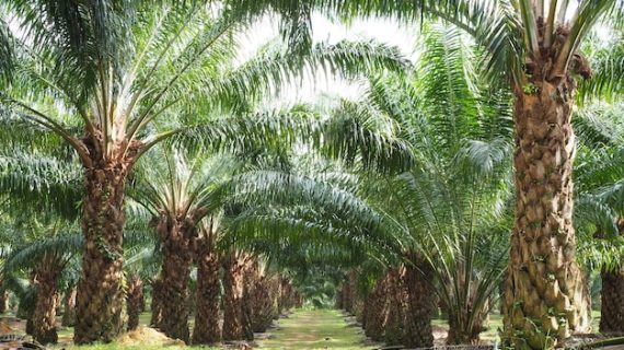 Budidaya Pohon Kurma Organik Hasil Melimpah