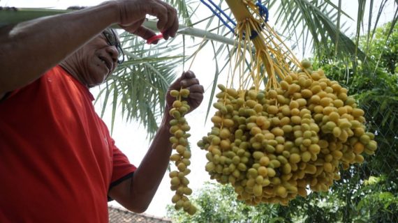 Jenis Kurma Ajwa yang Lezat dan Kaya akan Manfaat Kesehatan!